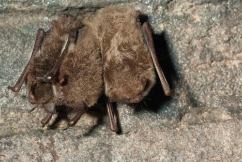 20110107-IJskelder-Jansberg-Myotis-daubentonii-Watervleermuis