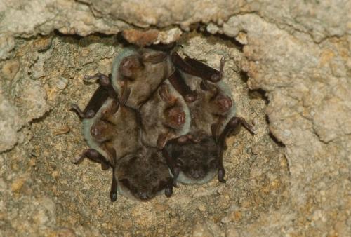 20110108-meervleermuis-myotis-dascyneme-myotis-myotis-Pietersberg-Vale-vleermuis-2