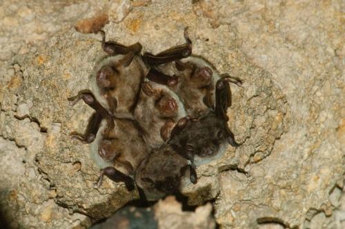 20110108-meervleermuis-myotis-dascyneme-myotis-myotis-Pietersberg-Vale-vleermuis