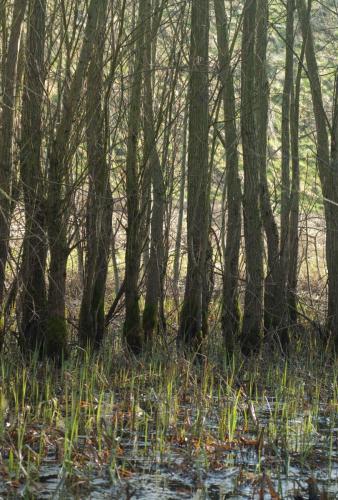 20110306-Alnus-glutinosa-Elzenbroek-Steenwaard-Zwarte-els