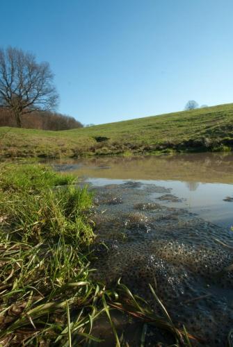 20110319-Bruine-kikker-eiklomp-Heijenrath-poel-Rana-temporaria