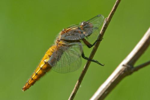 20110501-Libellula-depressa-Platbuikkorenbout-Steenwaard