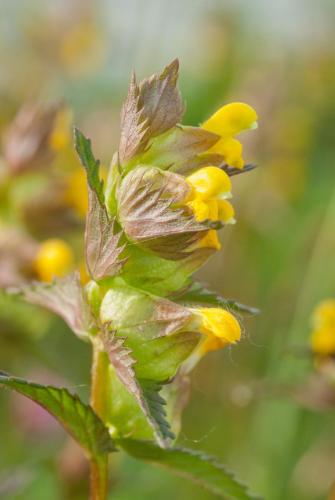 20110508-Kleine-ratelaar-Rhinanthus-minor-Steenwaard