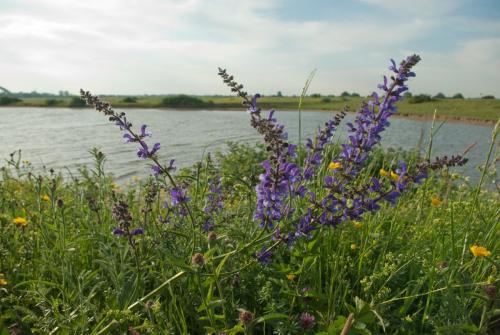 20110508-Salvia-pratensis-Steenwaard-Veldsalie