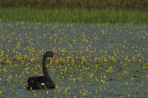 20110710-Cygnus-atratus-Steenwaard-Zwarte-Zwaan