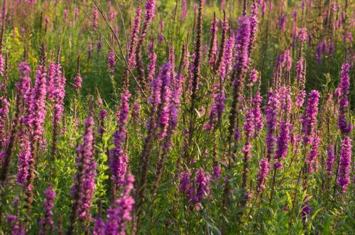 20110710-Grote-kattenstaart-Lythrum-salicaria-Steenwaard-2