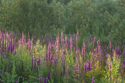 20110710-Grote-kattenstaart-Lythrum-salicaria-Steenwaard