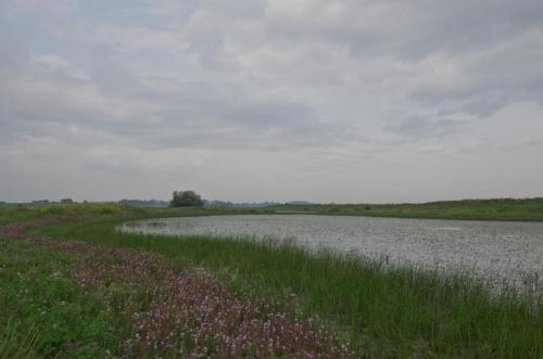 20110821-Mentha-aquatica-Steenwaard