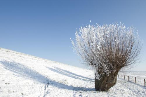 20120204-Knotwilgen-Steenwaard