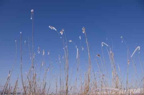 20120204-Riet-rijp-Steenwaard