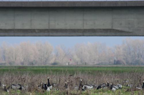 20120318-Brandgans-Branta-leucopsis-Spoorbrug-Steenwaard