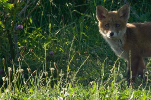 20120526-Steenwaard-vos-Vulpes-vulpes