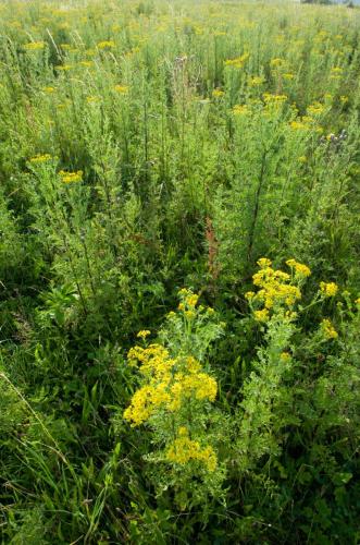 20120707-Jacobskruiskruid-Senecio-jacobaea-Steenwaard