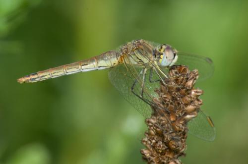 20120707-Steenwaard-Sympetrum-fonscolombii-Zwervende-heidelibel