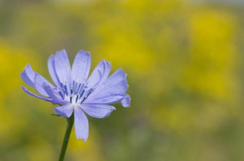 20120715-Cichorium-intybus-Steenwaard-Wilde-cichorei