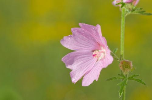 20120715-Groot-kaasjeskruid-Malva-sylvestris-Steenwaard