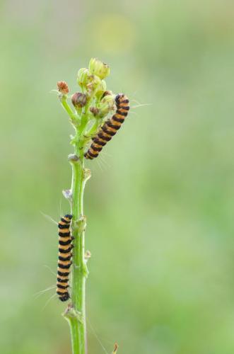 20120715-Sint-Jacobsvlinder-Steenwaard-Tyria-jacobaeae