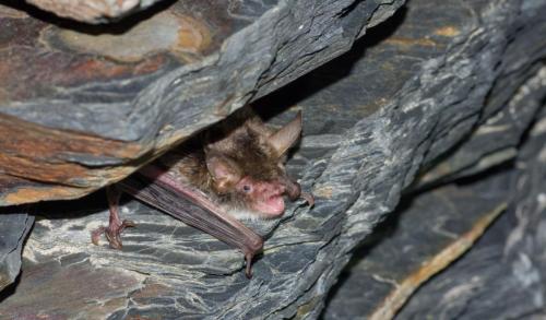 20120729-Folgoso-do-Courel-Iberische-franjestaart-Myotis-escalerai-Spanje