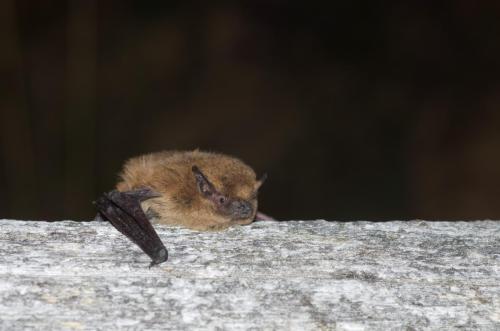 20120730-Folgoso-do-Courel-Gewone-dwergvleermuis-Pipistrellus-pipistrellus-Spanje