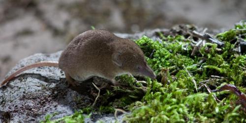 20120801-Ferramulin-Iberische-bosspitsmuis-Sorex-granarius