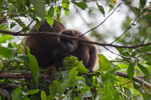 20121128-Alouatta-palliata-Mantelbrulaap-mantled-howler-Nicaragua-Ometepe