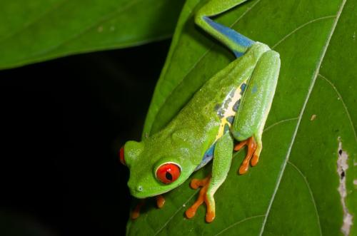 20121204-Agalychnis-callidrya-La-Sombra-rana-verde-de-ojos-rojos-Red-eyed-tree-frog