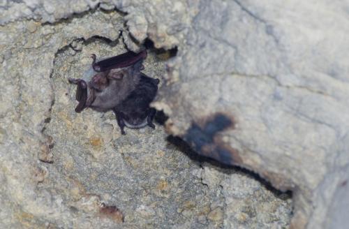 20130112-meervleermuis-myotis-dascyneme-myotis-myotis-Pietersberg-Vale-vleermuis