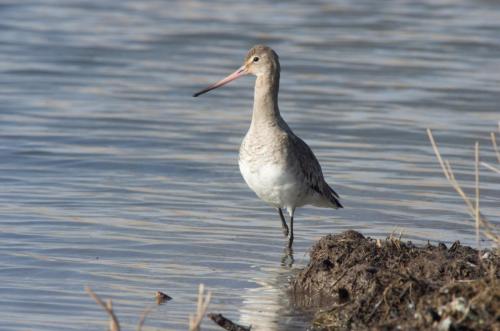 20130401-grutto-limosa-limosa-Steenwaard