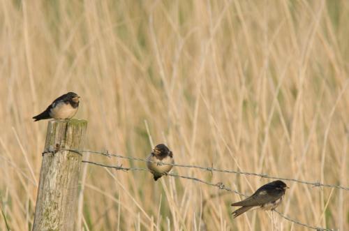 20130608-Boerenzwaluw-Hirundo-rustica-Steenwaard