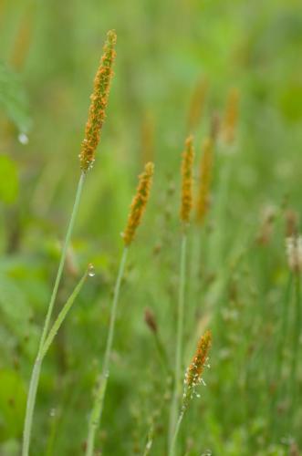 20130714-Alopecurus-aequalis-rosse-vossenstaart-Steenwaard