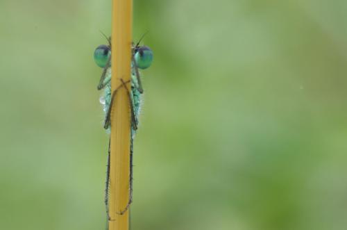 20130714-Ischnura-elegans-Lantaarntje-Steenwaard