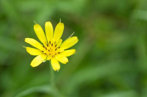 20130714-gele-morgenster-Steenwaard-Tragopogon-pratensis-subsp.-pratensis