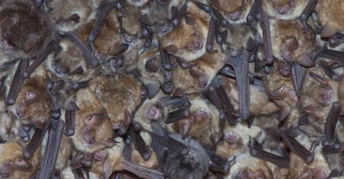 20130727-ingekorven-vleermuis-Klooster-Mariahoop-myotis-emarginatus