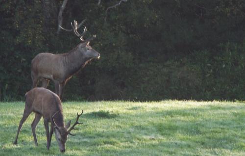 20131010-Cervus-elaphus-edelhert-Ierland-Muckross-House-2