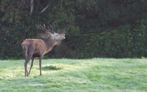 20131010-Cervus-elaphus-edelhert-Ierland-Muckross-House