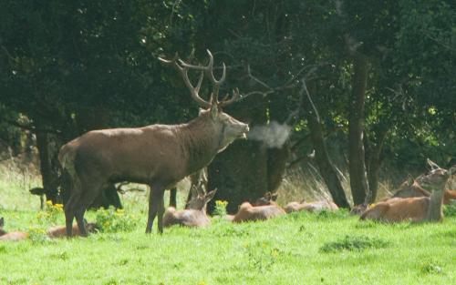 20131010-Cervus-elaphus-edelhert-Ierland-Muckross-House (1)