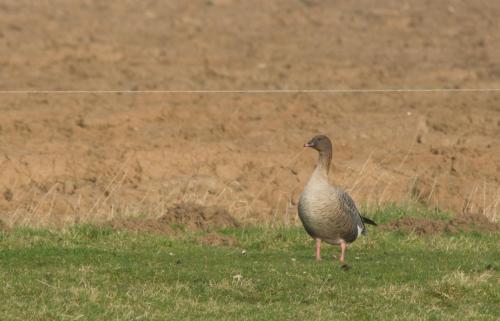 20140307-Kleine-rietgans-Steenwaard