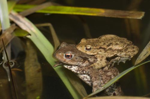 20140322-amplex-Bufo-bufo-Gewone-pad-Spoorpoel