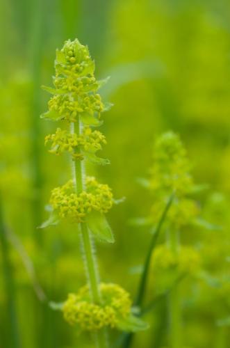 20140430-Cruciata-laevipes-Kruisbladwalstro-Steenwaard