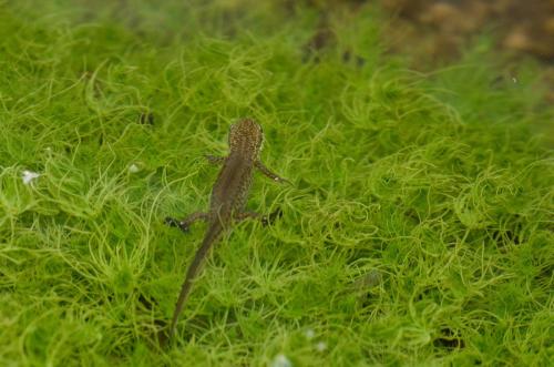 20140513-Iberische-watersalamander-Lissotriton-boscai-Picos-de-Europa