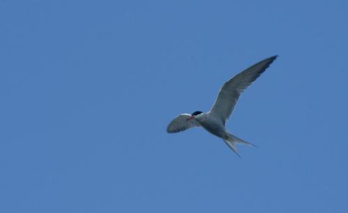 20140723-Steenwaard-Sterna-hirundo-Visdief