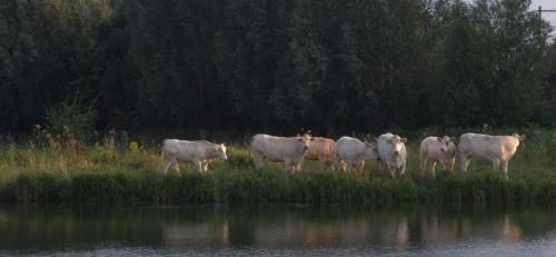 20140723-rundvee-Steenwaard