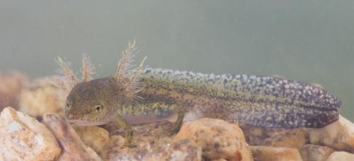 20140802-alpenwatersalamander-Biogradska-Gora-Ichthyosaura-alpestris-Montenegro