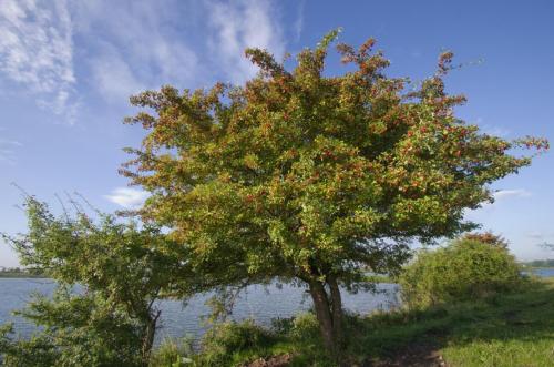 20140824-Crataegus-meidoorn-Steenwaard