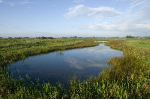 20140824-Poelen-langs-de-Lek-Steenwaard