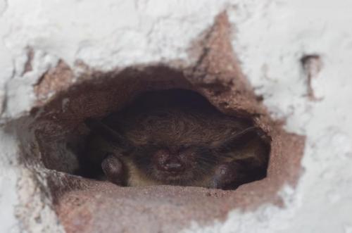 20150124-Baardvleermuizen-Honswijk-Myotis-mystacinus-brandtii