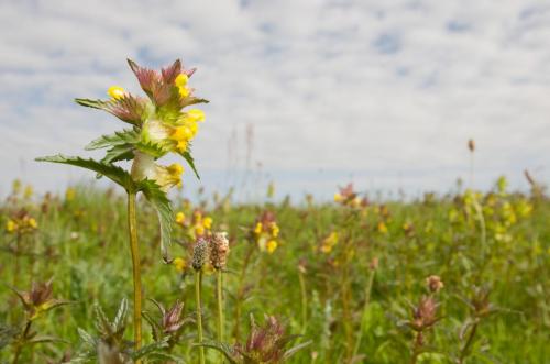 20150517-Kleine-ratelaar-Rhinanthus-minor-Steenwaard