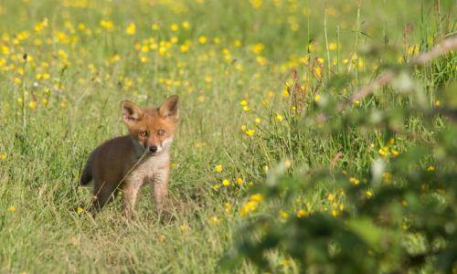 20150517-Steenwaard-vos-Vulpes-vulpes