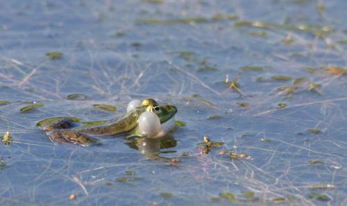 20150607-bastaardkikker-Pelophylax-kl.-esculentus-Steenwaard-2