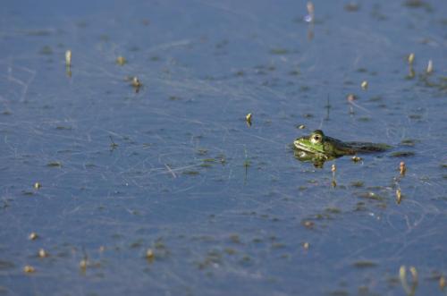 20150607-bastaardkikker-Pelophylax-kl.-esculentus-Steenwaard (1)